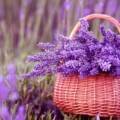 Embracing the Calm: The Power of Lavender