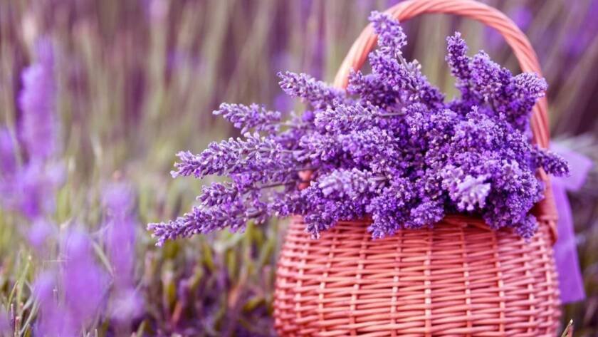 Embracing the Calm: The Power of Lavender