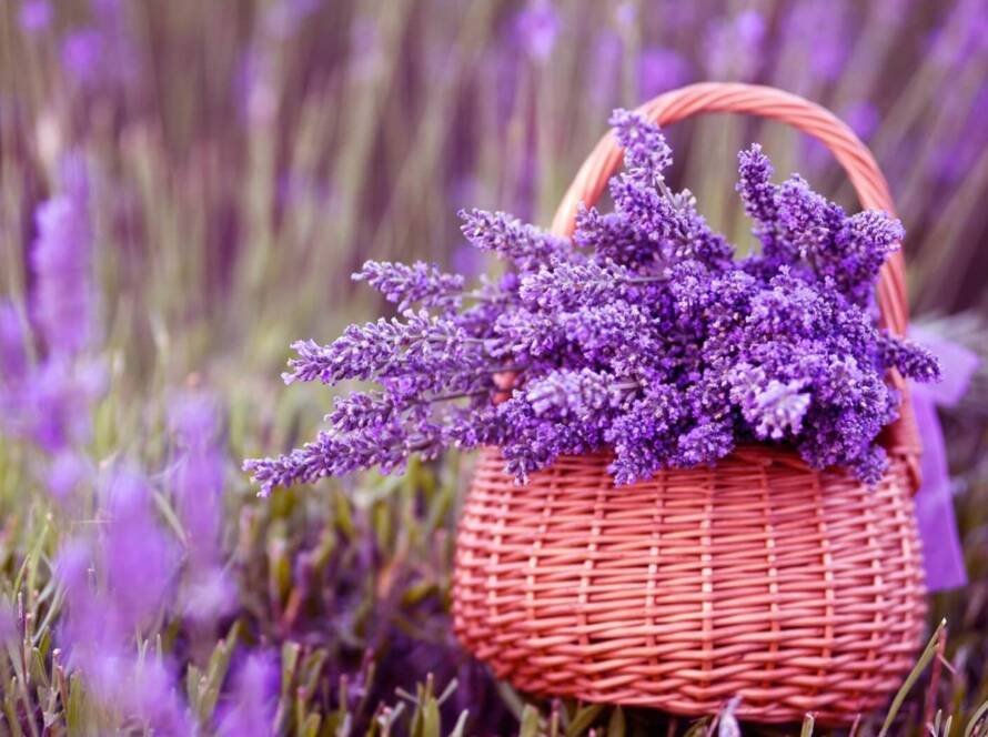 Embracing the Calm: The Power of Lavender
